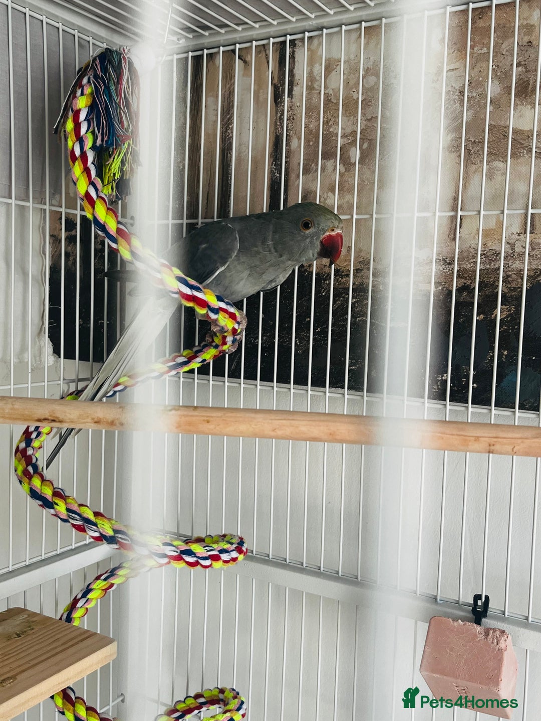 Ringnecks birds for sale: Grey ringneck  - Image 3