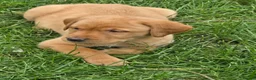 Labrador Retriever dogs for sale: Beautiful litter of puppies for sale - Advert 13