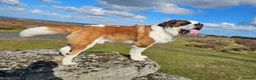 Saint Bernard dogs for stud: Saint Bernard Stud KC registered  in Stanley - Advert 6