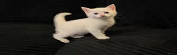 Turkish Angora cats for sale: Fluffy White blue eyed male half Turkish angora - Advert 3