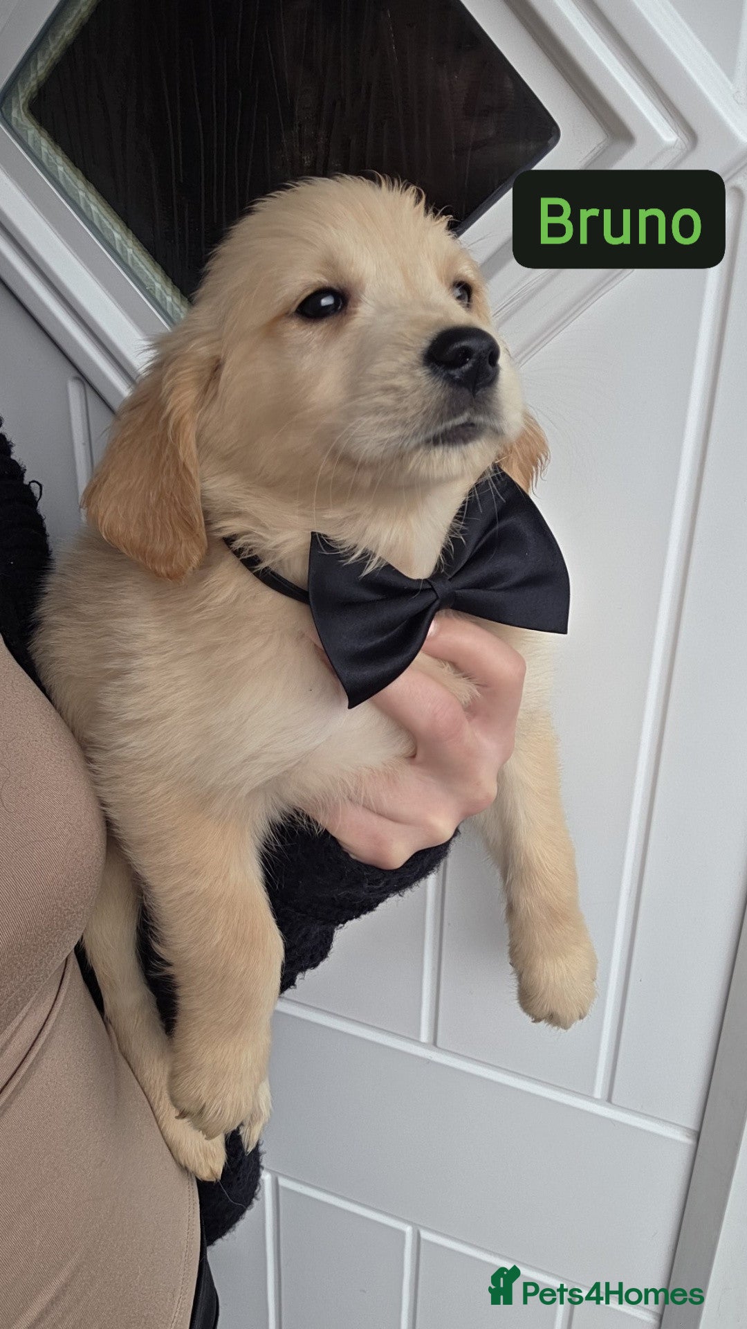 Golden Retriever dogs Golden retriever - Advert 2