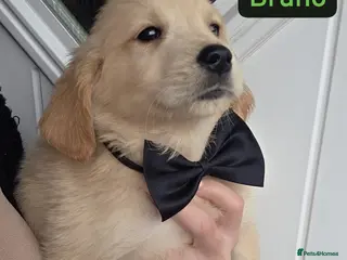 Golden Retriever dogs Golden retriever - Advert 2