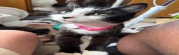 Mixed Breed cats for sale: Beautiful kittens  in Worcester - Advert 1