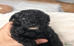Cockapoo dogs for sale: Adorable F1B Cockapoo Puppies ready 6th November - Image 2