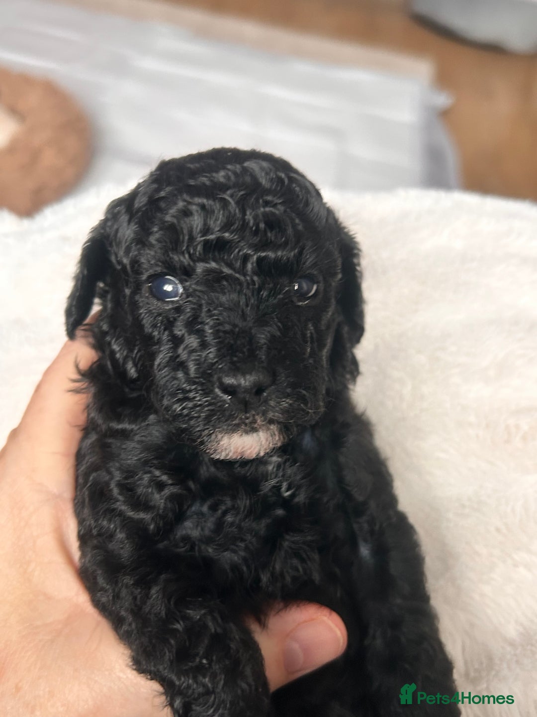 Cockapoo dogs for sale: Adorable F1B Cockapoo Puppies ready 6th November - Image 2