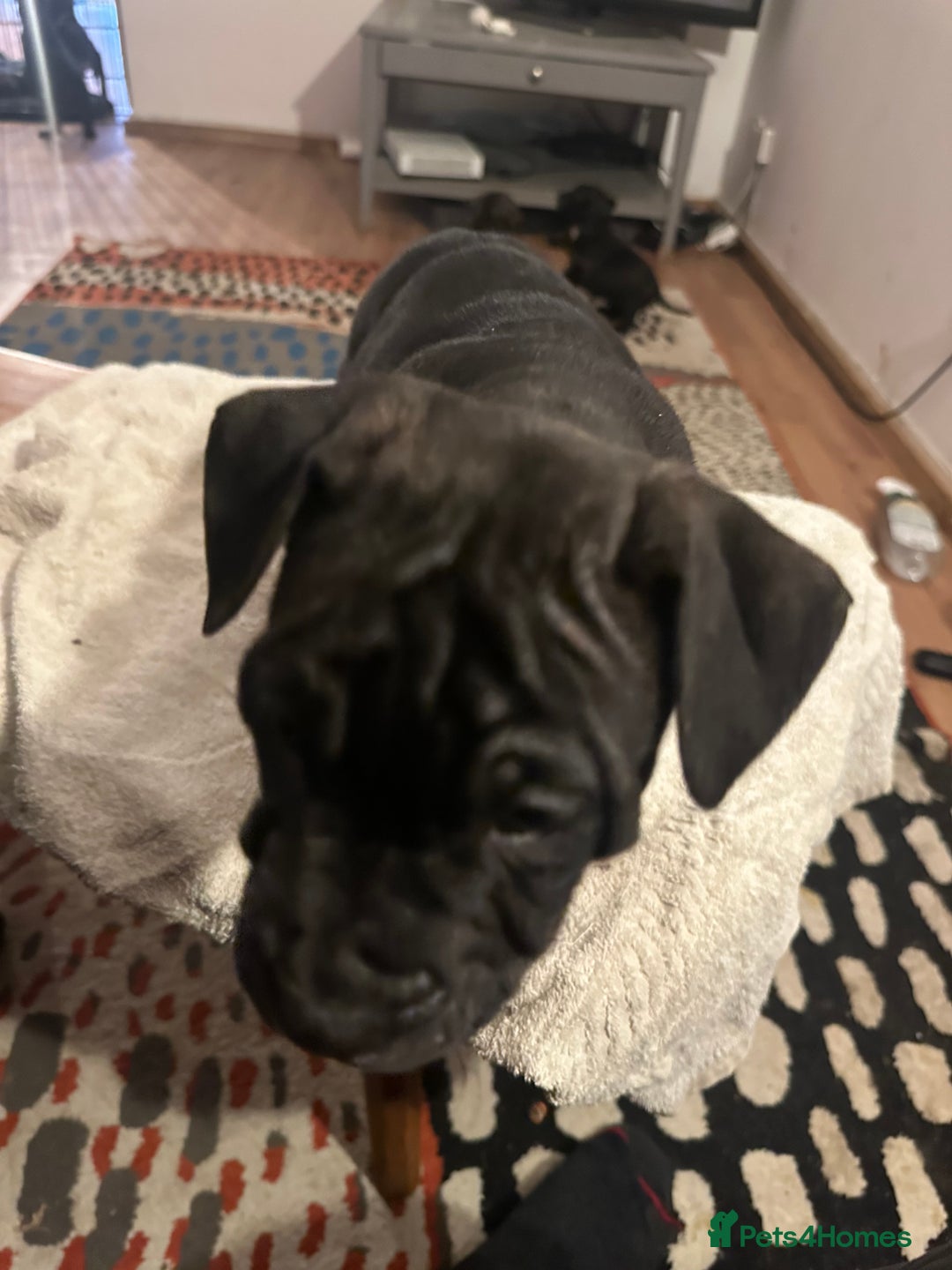 Mixed Breed dogs for sale: Beautiful staffy puppies looking for forever home  - Advert 17