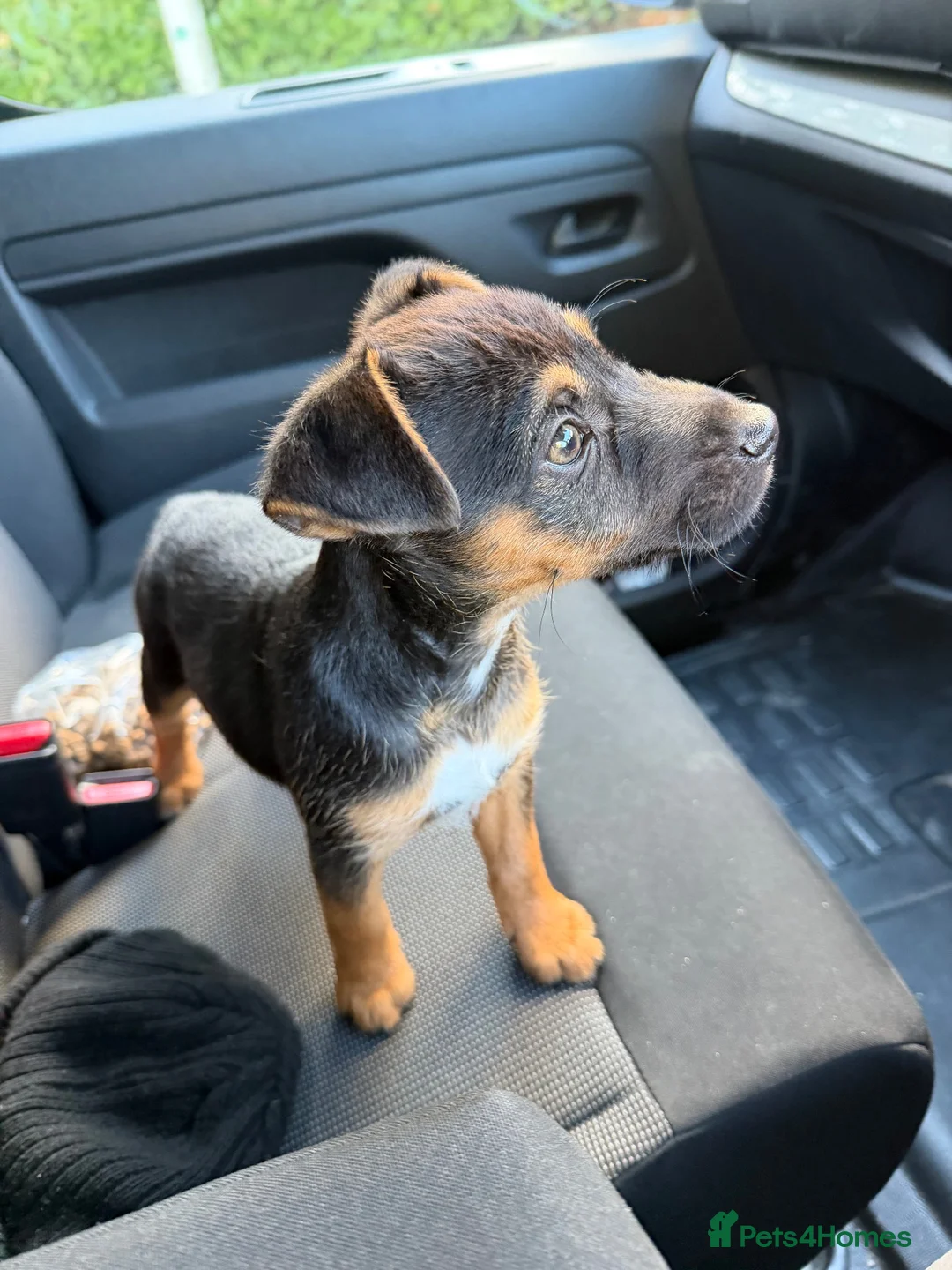 Jack Russell dogs for sale: Jack Russell Puppy  in Wednesbury - Advert 1