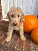 Labradoodle dogs - Advert 14