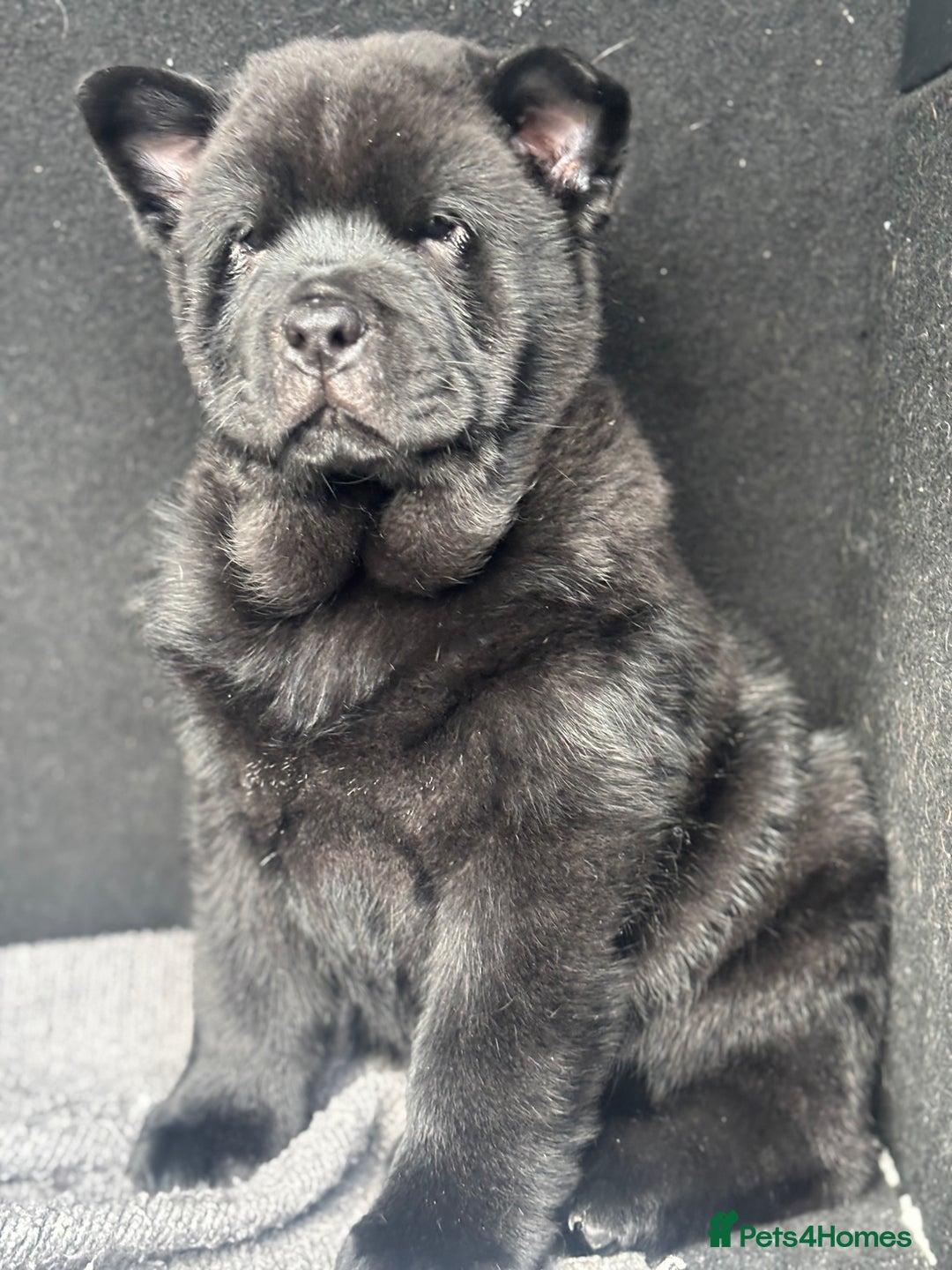 Chow Chow dogs for sale: REDUCED PRICE Chow chow pups mixed  coats  - Advert 9