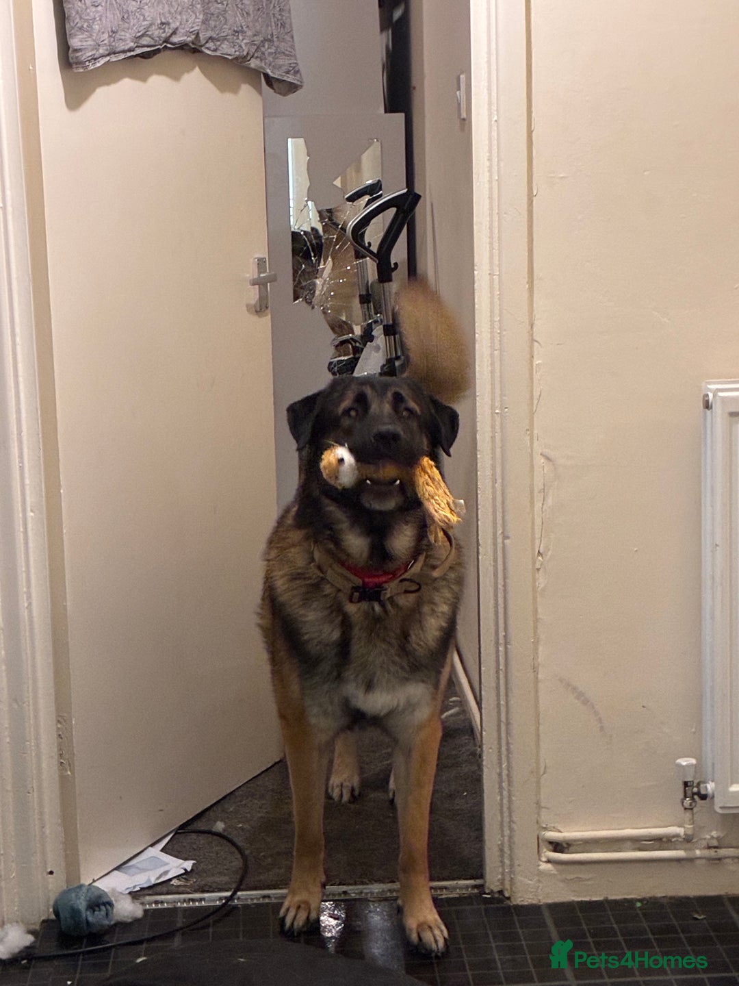 Mixed Breed dogs for sale: Looking to rehome Blu  - Advert 5