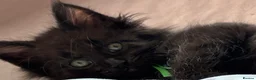 Maine Coon cats for sale: 🐾 BEAUTIFUL BLACK SMOKE MAINE COON KITTENS 🐾 - Advert 23