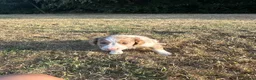 Sprollie dogs for sale: Stunning Sprollie Pups  in Stafford - Advert 14