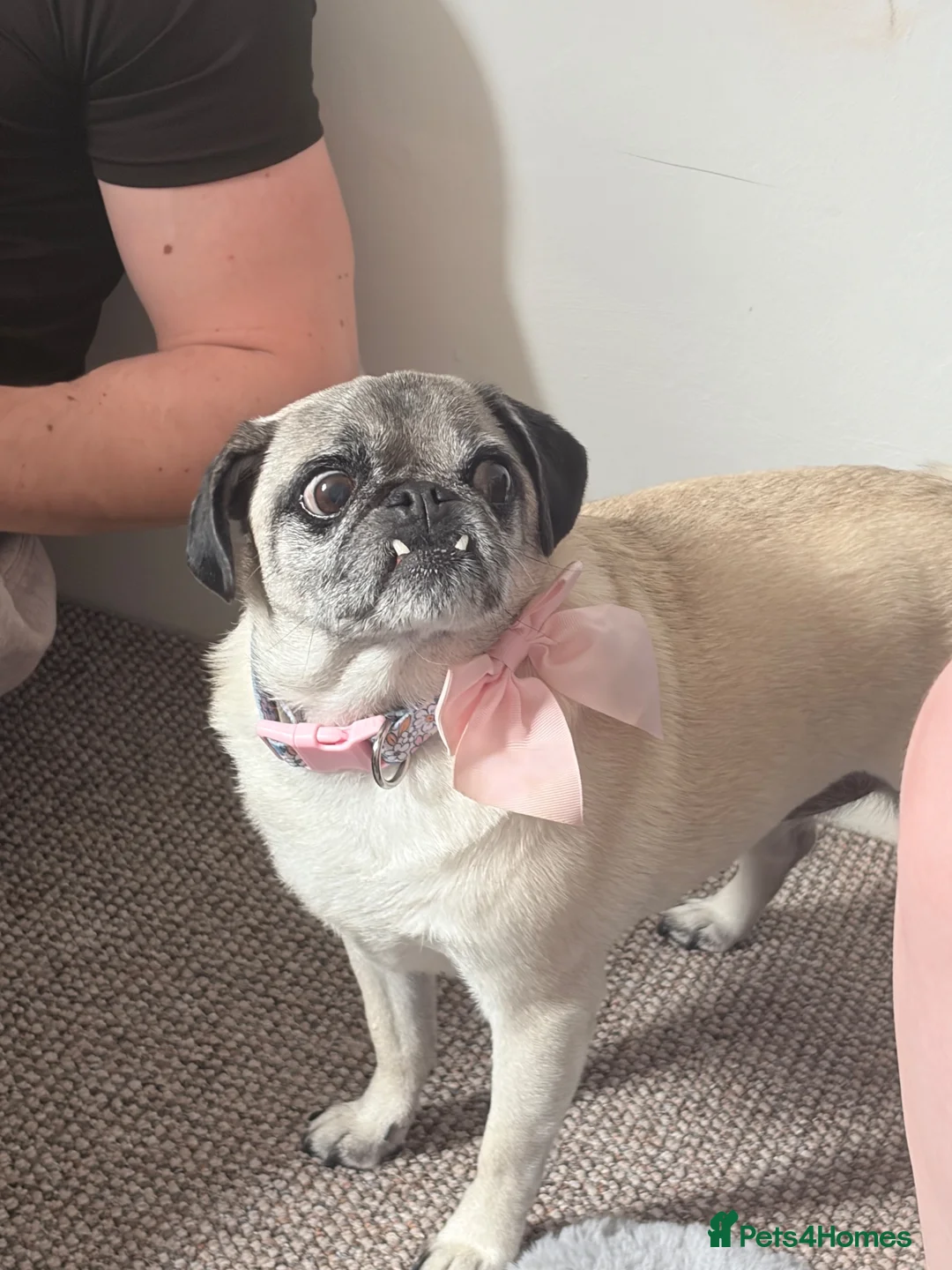Pug dogs for sale: FREE TO GOOD HOME in Swaffham - Advert 2