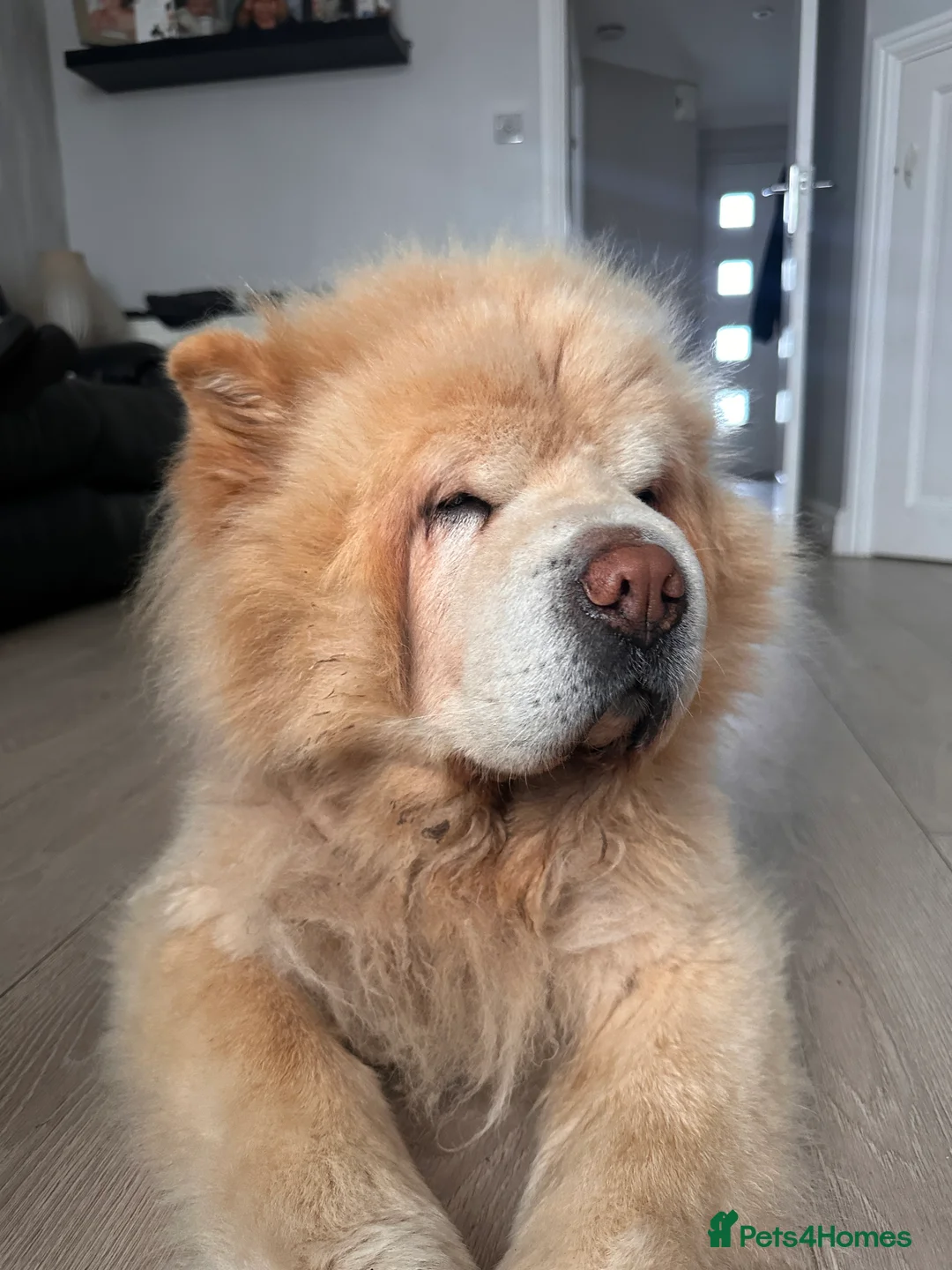 Chow Chow dogs for sale: Chow chow for re-homing  - Advert 3