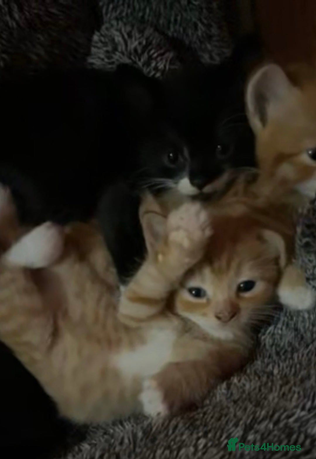 Domestic Shorthair cats for sale: litter of ginger and tuxedo kittens all boys - Image 2