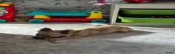 Chihuahua dogs for sale: Chihuahua in Mansfield - Advert 2