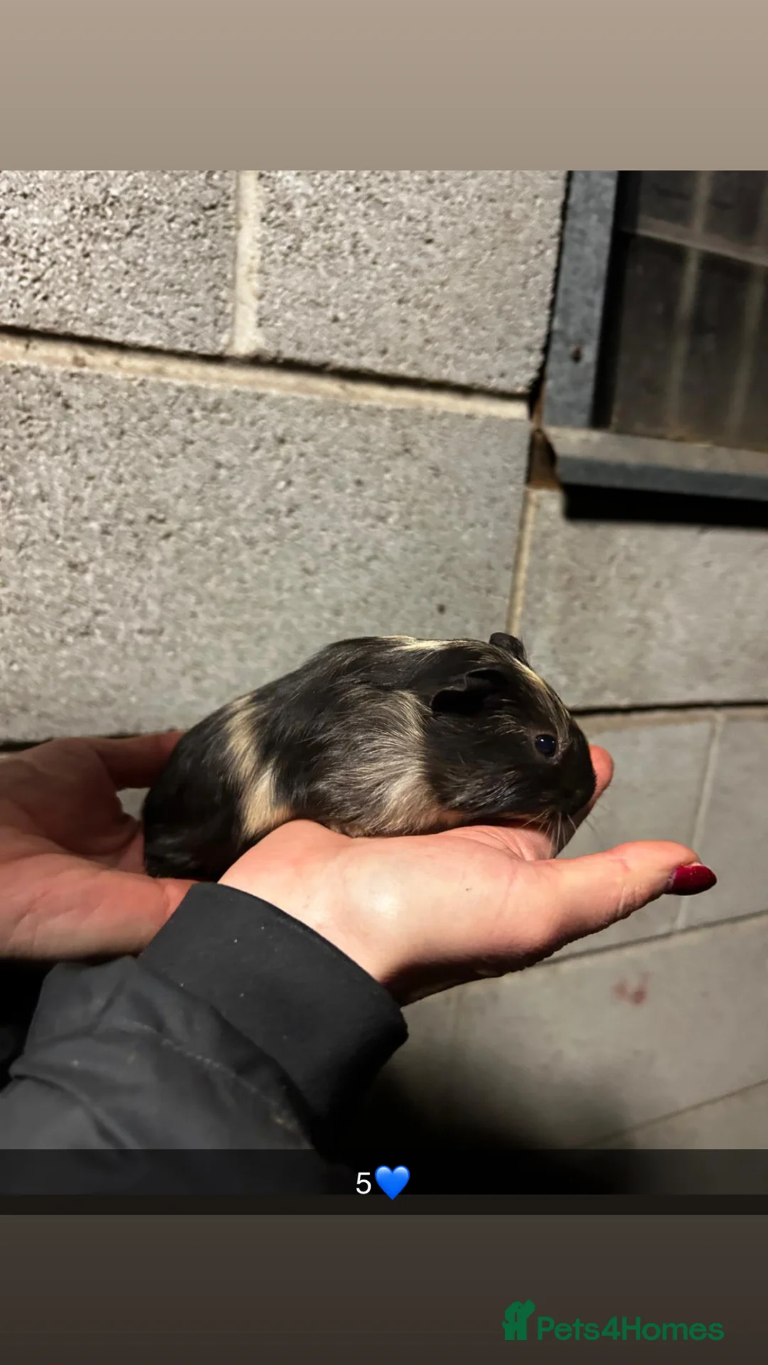 Guinea Pig rodents for sale: Five lovely guinea pigs all looking for new homes! - Advert 10