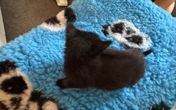 Domestic Shorthair cats for sale: Tabby Kittens - Image 7