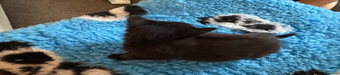 Black Shorthair Kitten 3