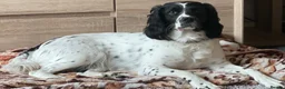 Springador dogs for sale: 1st generation Springador puppies - Advert 12