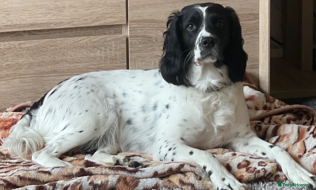 Springador dogs for sale: 1st generation Springador puppies - Advert 12