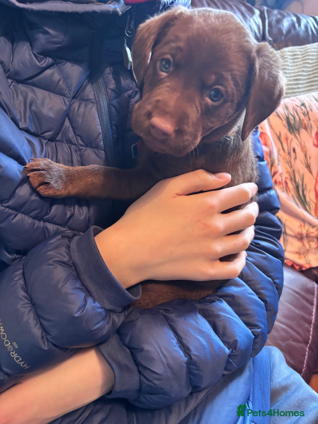 Labrador Retriever dogs for sale: Chocolate and Black Labrador Puppies - Advert 21