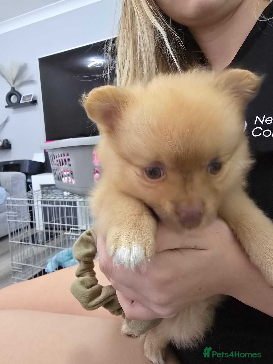 Pomeranian dogs for sale: Beautiful half Russian pomeranian puppy's in Rugby - Image 2
