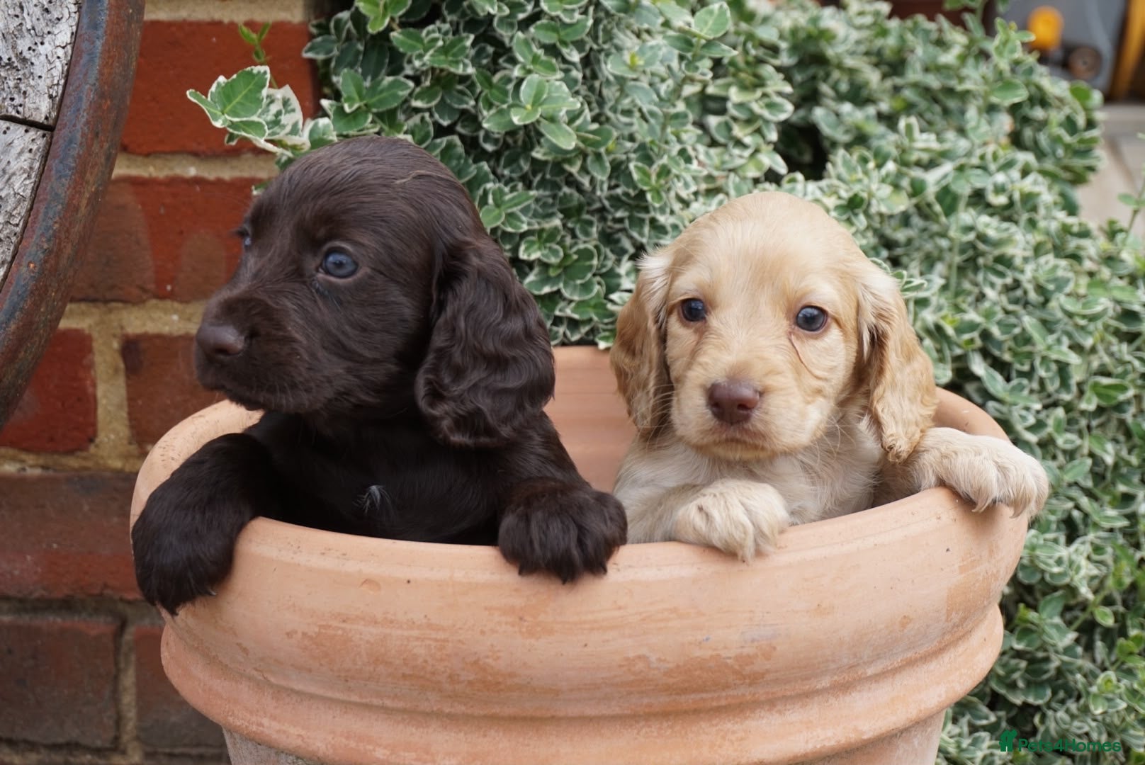 Cocker Spaniel dogs 2 beautiful boy puppies one chocolate & one lemon  - Advert 1