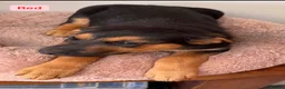 Mixed Breed dogs for sale:  Stunning Rottweiler × German Shepherd Puppies - Advert 8