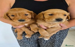 Golden Retriever dogs for sale: Dark Working Golden Retriever puppies  - Image 3