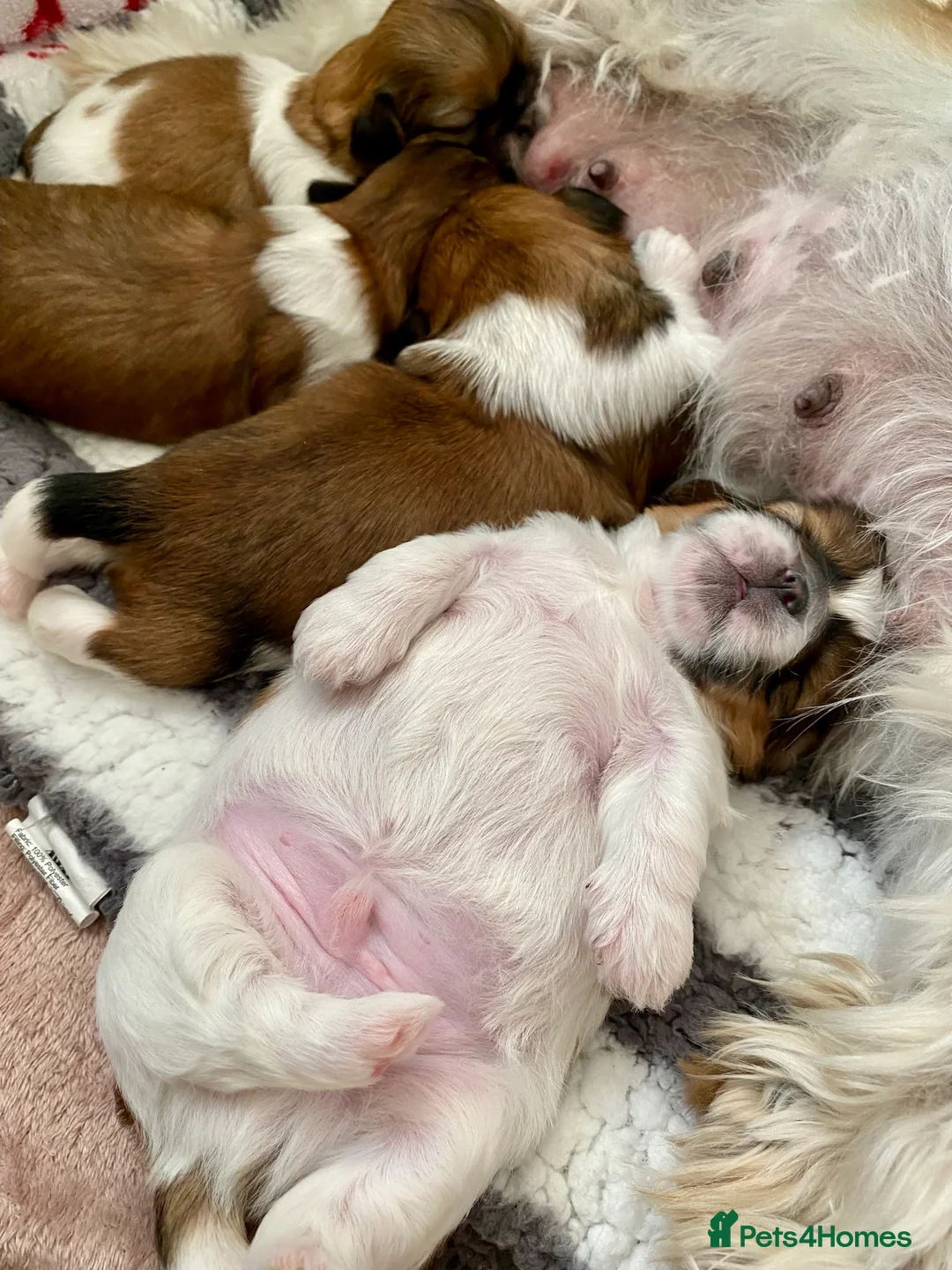 Shih Tzu dogs for stud: Shih tzu for stud in Newcastle upon Tyne - Advert 4