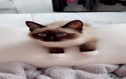 Ragdoll cats for sale: Bambi - Image 1