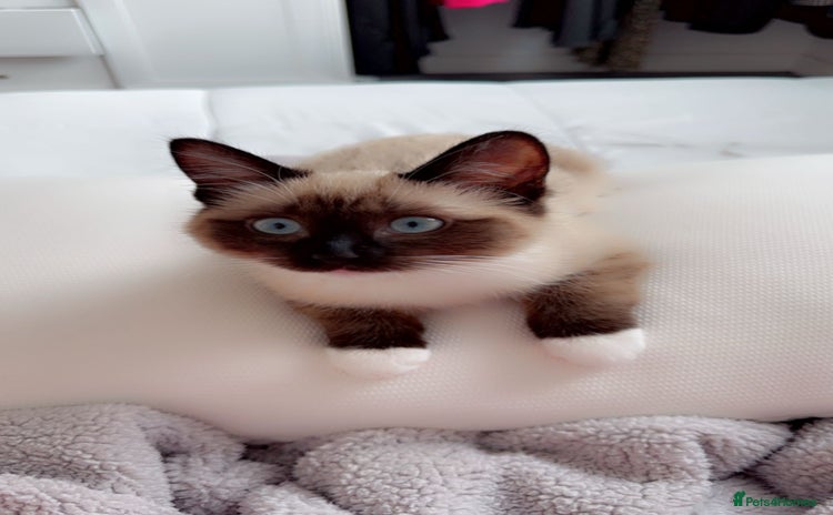 Ragdoll cats - Advert 9