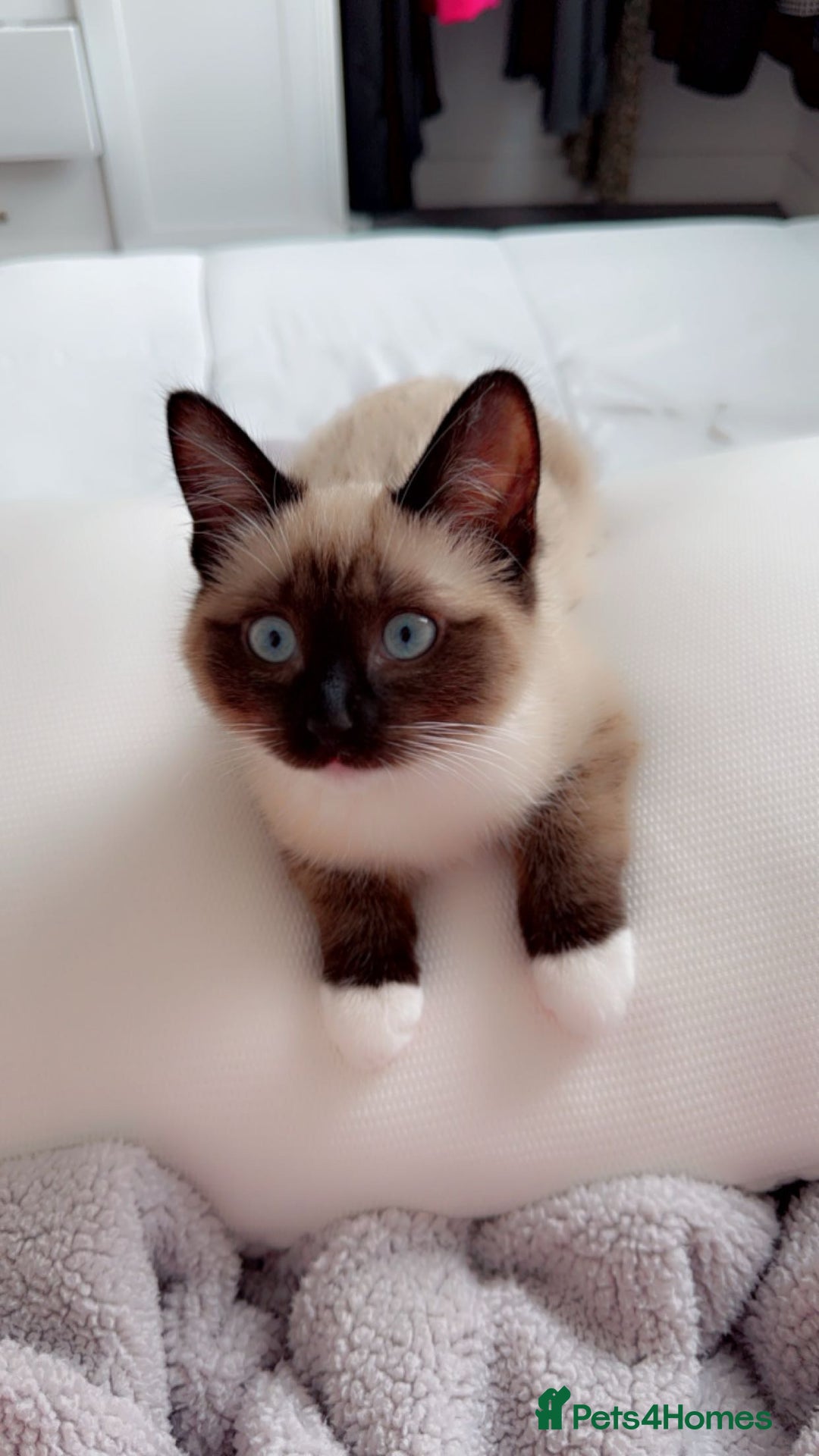 Ragdoll cats for sale: Bambi - Image 1