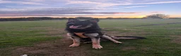 German Shepherd dogs for sale: 10 Month old german shepherd  in Birmingham - Advert 2