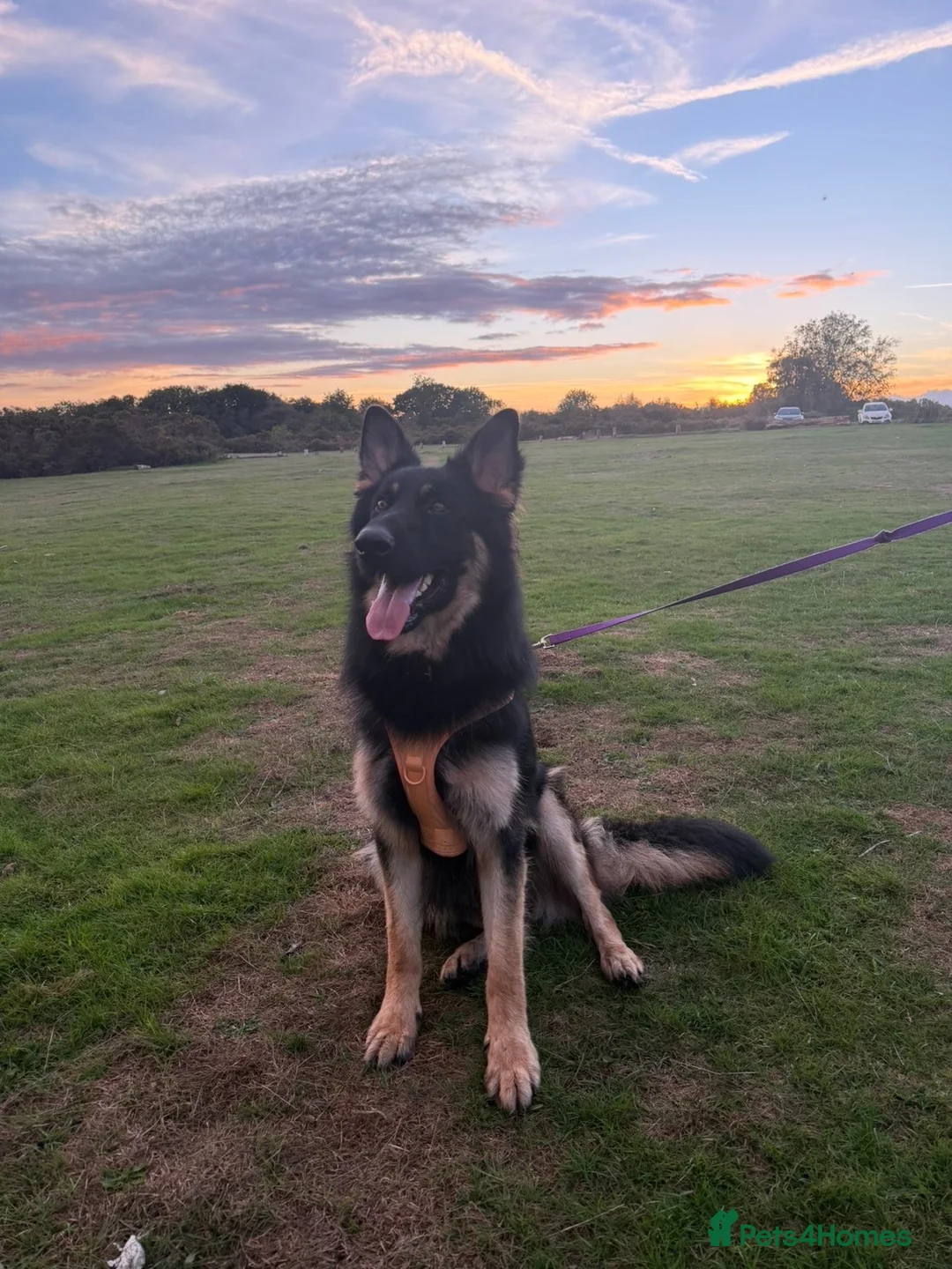 German Shepherd dogs for sale: 10 Month old german shepherd  in Birmingham - Advert 2