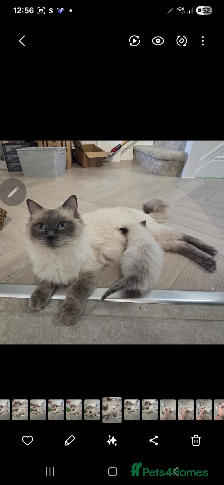 Ragdoll cats PEDIGREE RAGGDOLLS - Advert 1