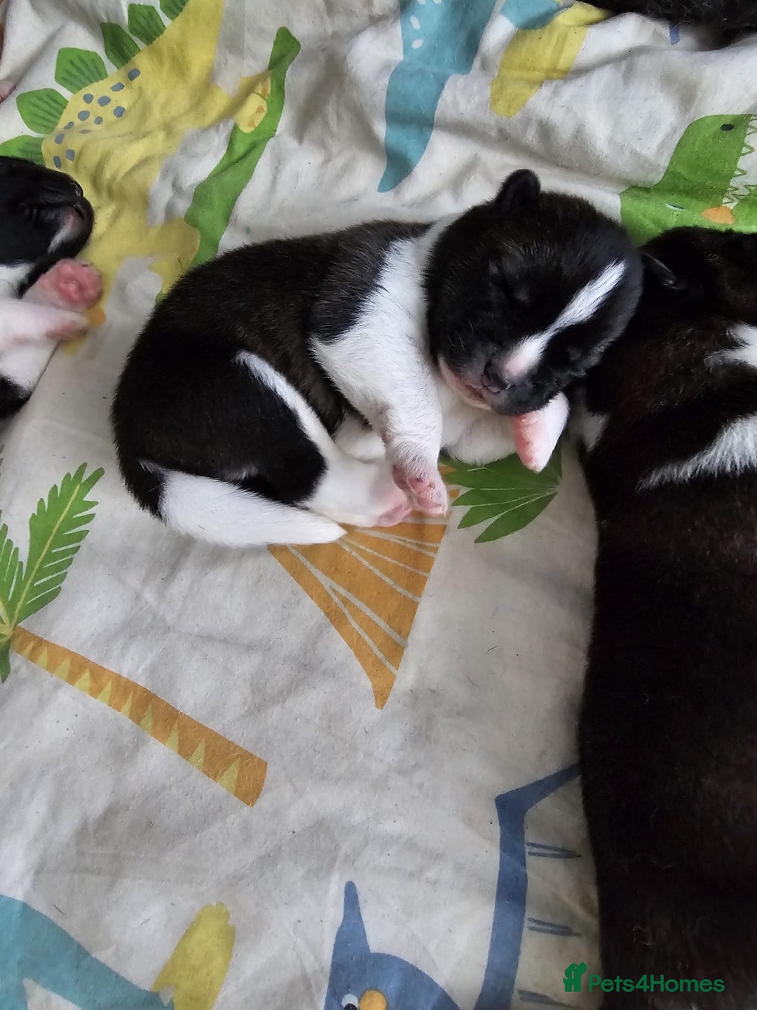 Akita dogs for sale: 🐾 American Akita Puppies for Forever Homes 🐾 - Image 25