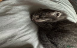 Mixed Breed cats for sale: 1 male 1 female tabby - Image 5