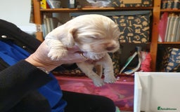 Cocker Spaniel dogs for sale: Cocker Spaniel Puppies - Image 3