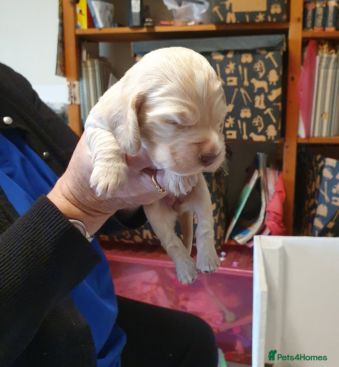 Cocker Spaniel dogs for sale: Cocker Spaniel Puppies - Image 3