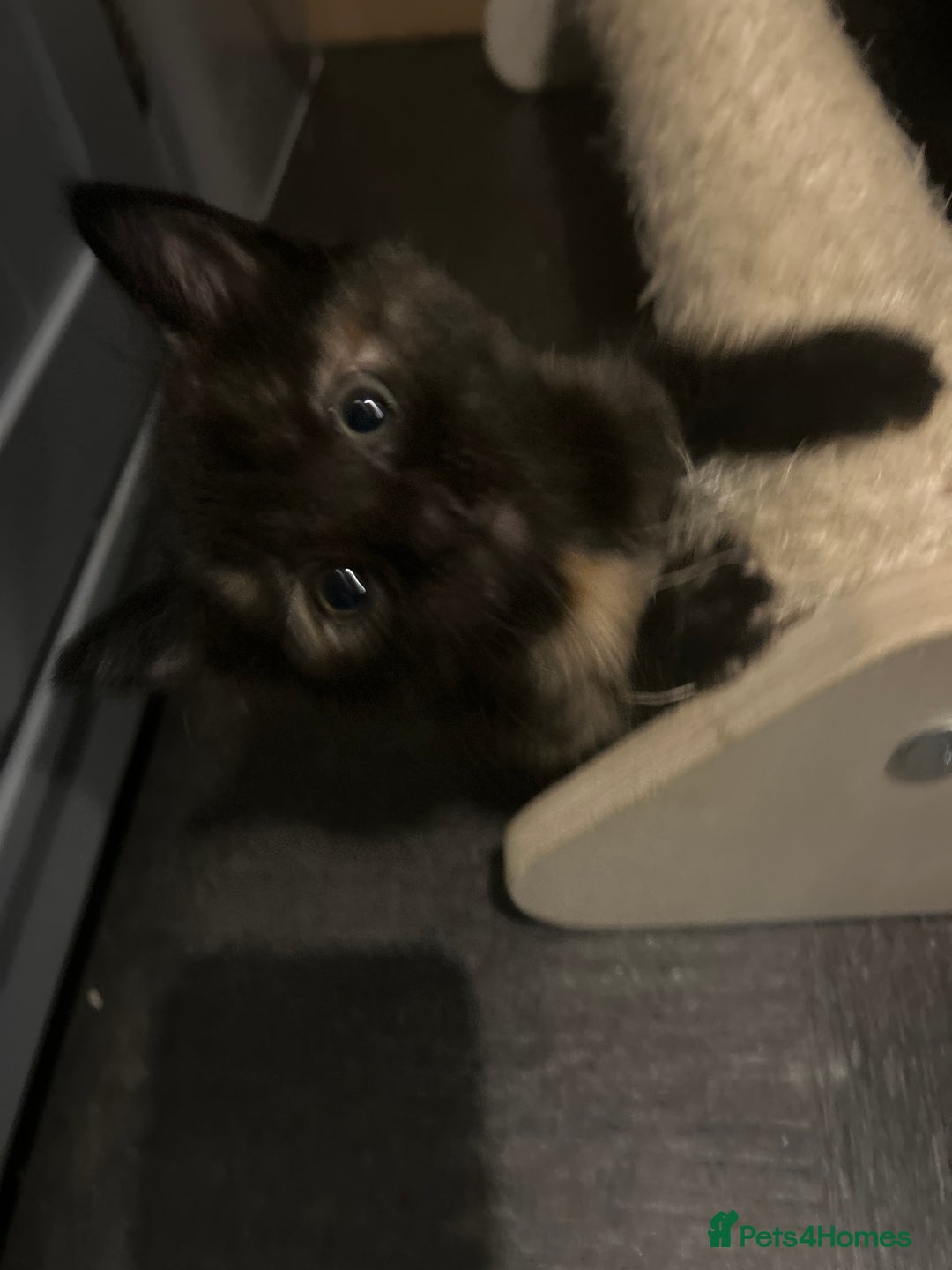 Mixed Breed cats for sale: 15 kittens for sale (4 LEFT REDUCED)  in Hassocks - Image 14