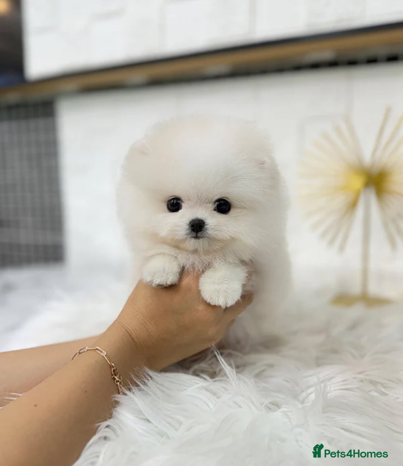 Pomeranian dogs Gorgeous Pomeranian puppy ready to leave  - Advert 1