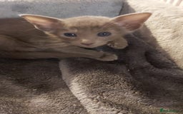 Oriental cats for sale: Full Pedigree Oriental 3 Kittens XL size ears GCCF - Image 29