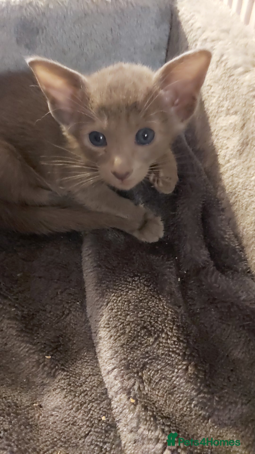Oriental cats for sale: Full Pedigree Oriental 3 Kittens XL size ears GCCF - Image 29