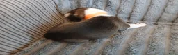 Mixed Breed dogs for sale: Lurcher pups - Advert 16