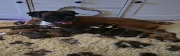Boxer dogs for sale: BEAUTIFUL BOXER PUPPIES FOR SALE  - Advert 1