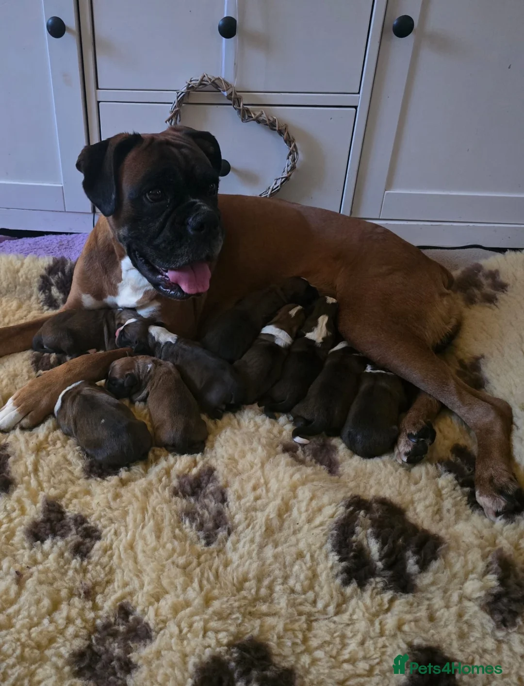 Boxer dogs for sale: BEAUTIFUL BOXER PUPPIES FOR SALE  - Advert 1