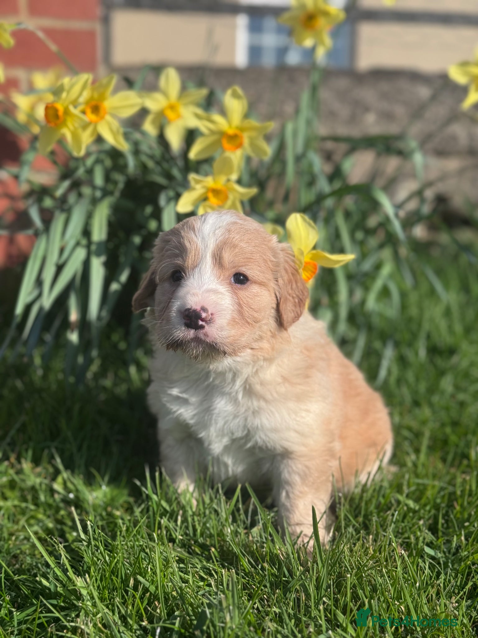 Mixed Breed dogs Lovely 3/4 Cocker Spaniel Puppies for Sale  - Advert 14