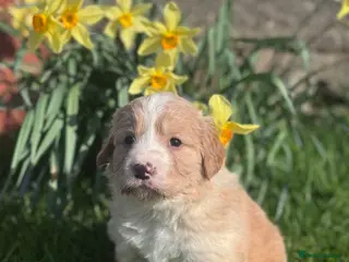 Mixed Breed dogs Lovely 3/4 Cocker Spaniel Puppies for Sale - Advert 14